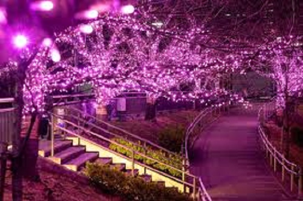 目黒川みんなのイルミネーション2025