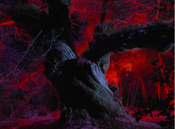 富士フイルム企画写真展「GFX Challenge Grant Program 2024~Make Your Next Great Image~」