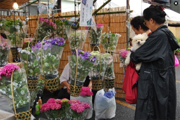 長國寺 いきいきあじさい祭2026