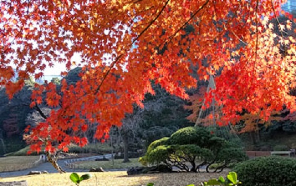 小石川後楽園「深山紅葉を楽しむ」
